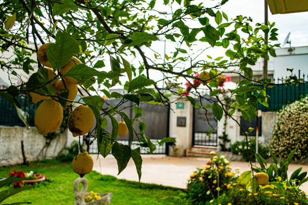 Albero di limoni nel giardino